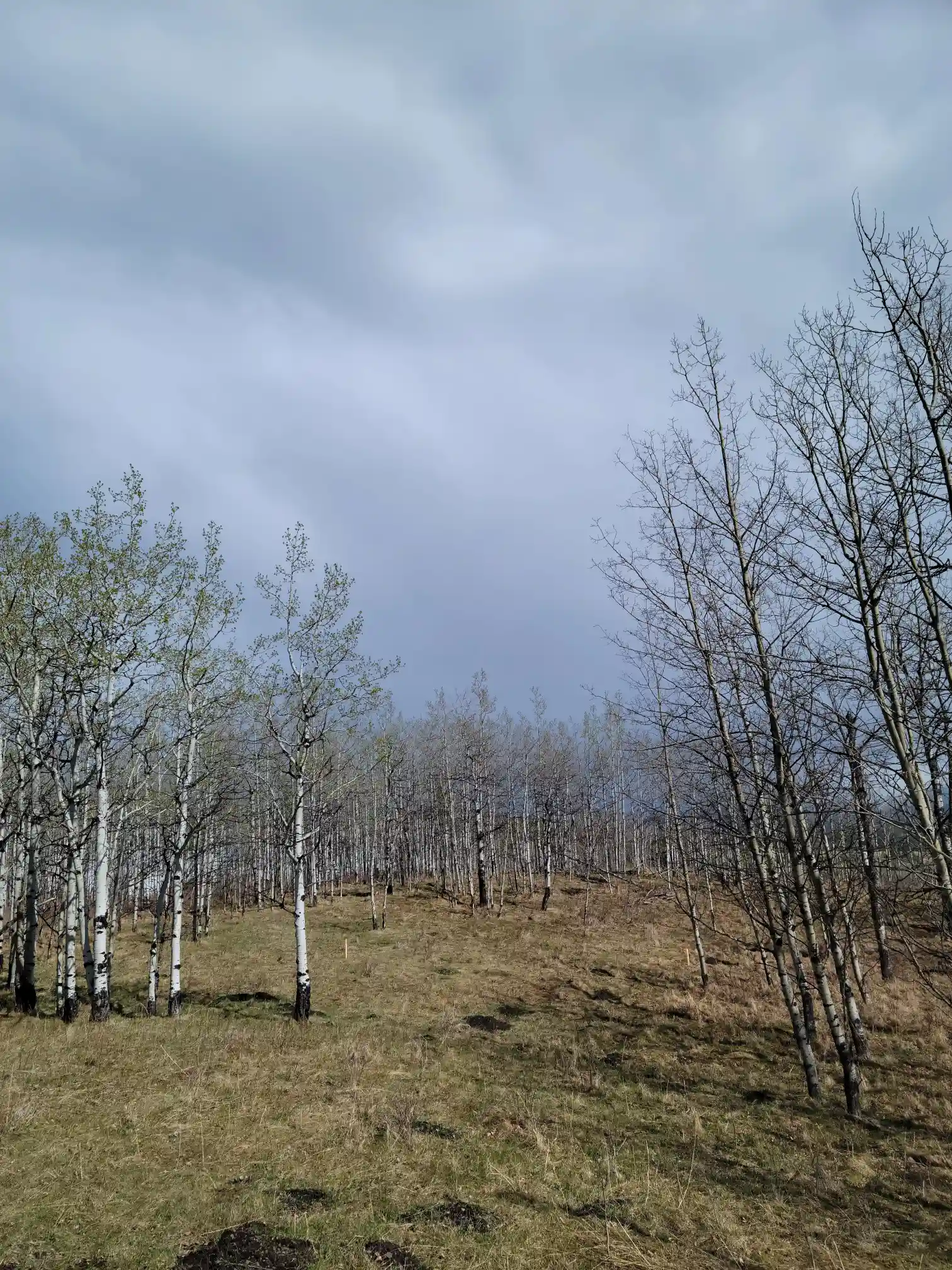 Photo of campsite B14 - B15