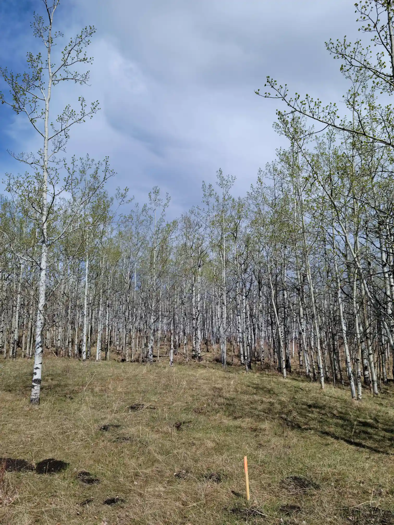 Photo of campsite B16