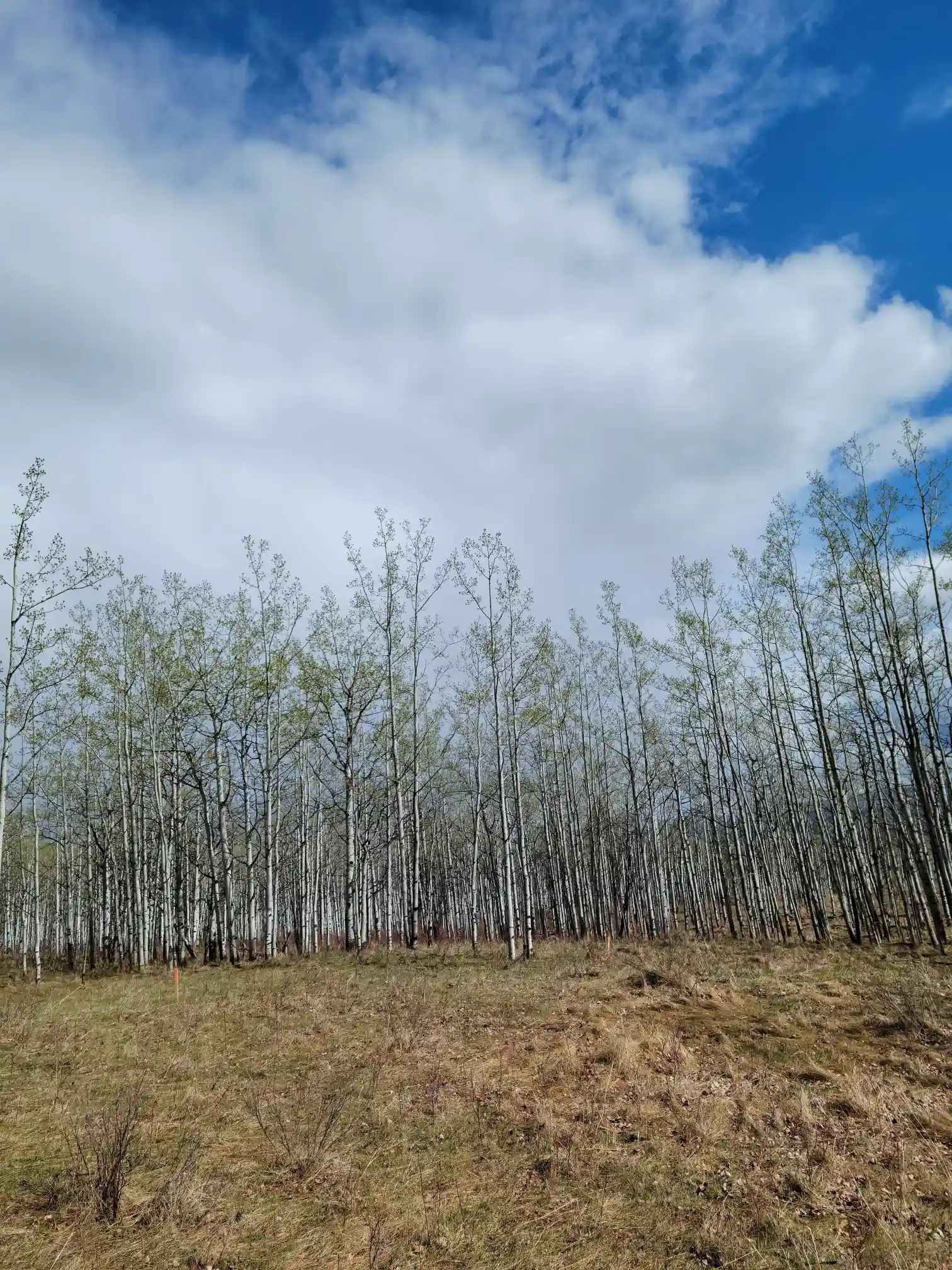 Photo of campsite B24 - B25