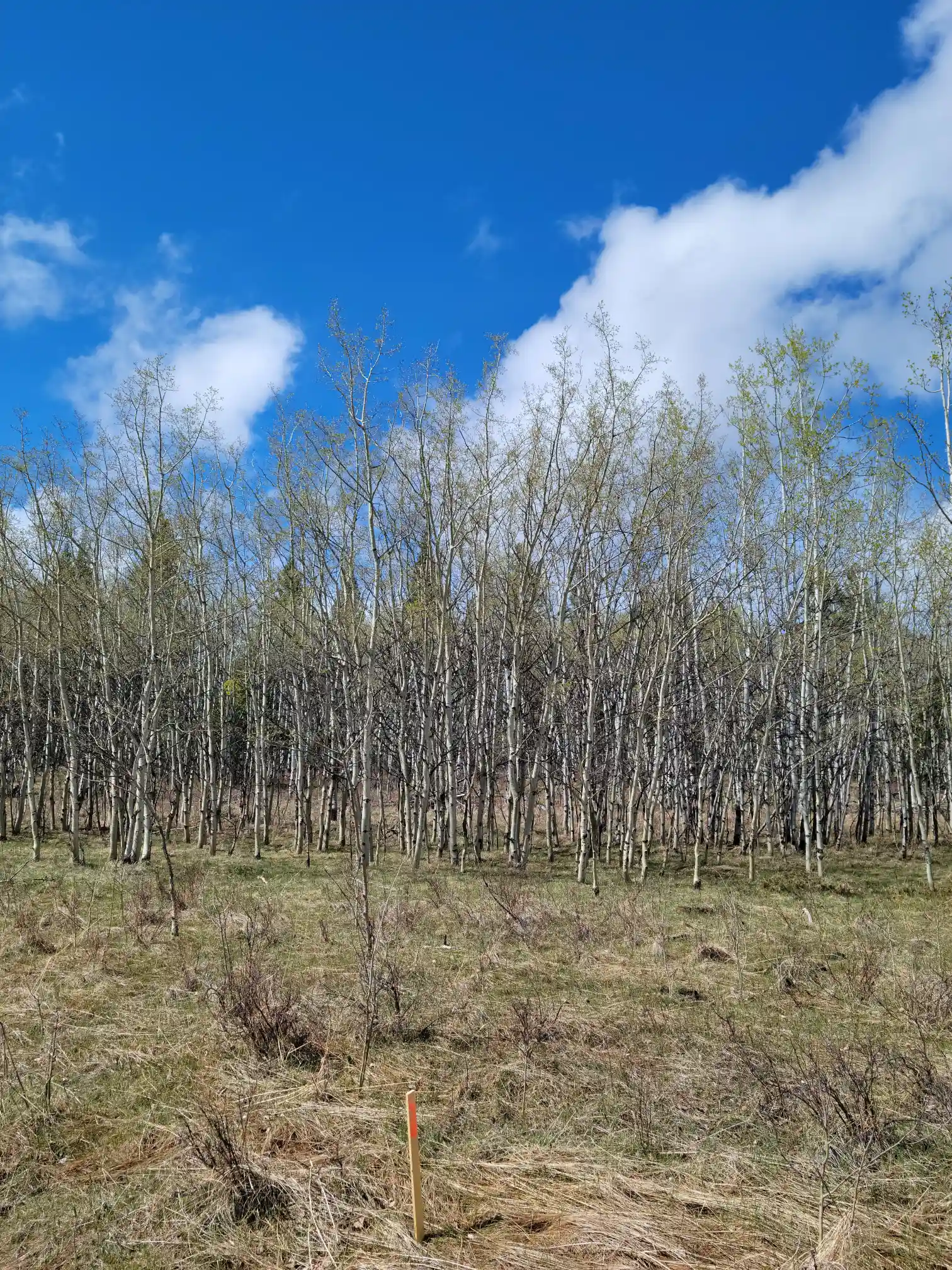 Photo of campsite B29