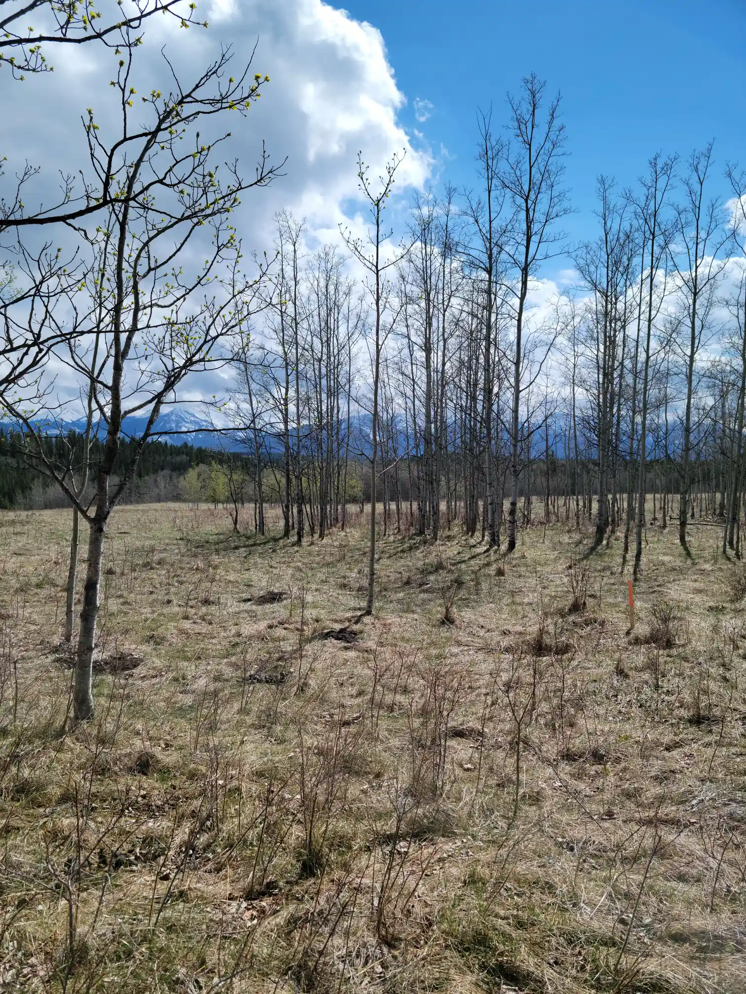 Photo of campsite B32