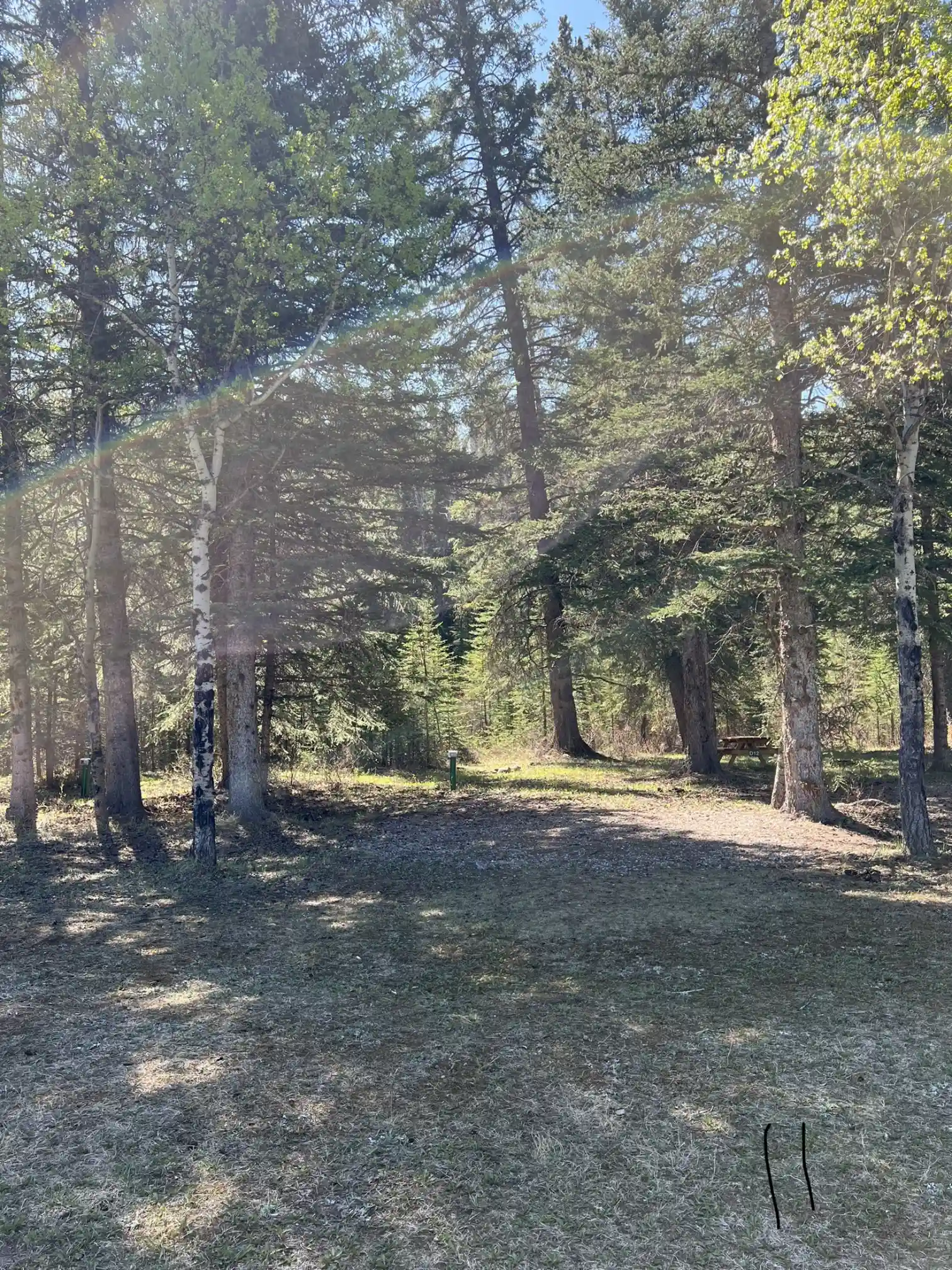 Photo of campsite D11