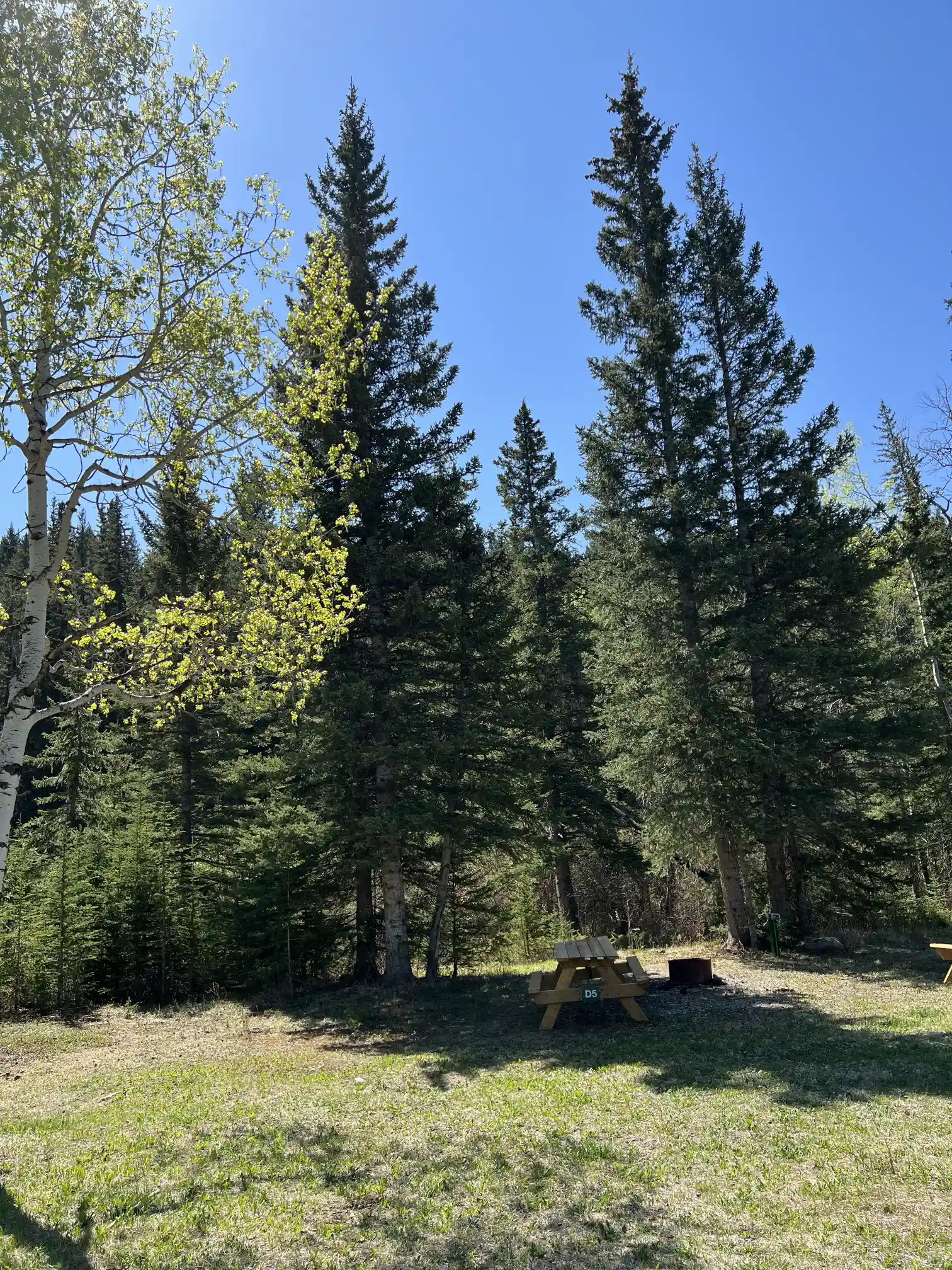 Photo of campsite D5