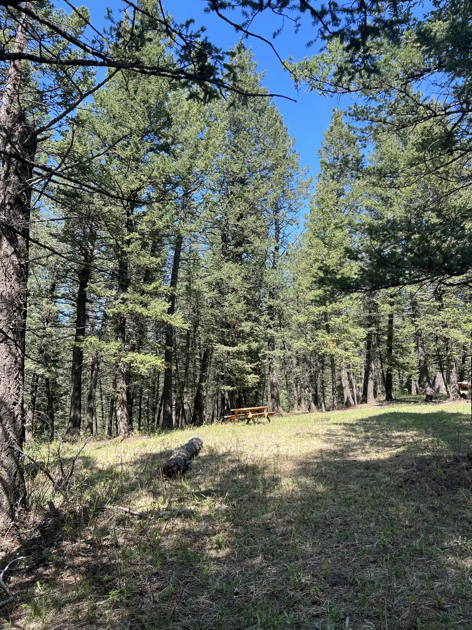 Photo of campsite E29