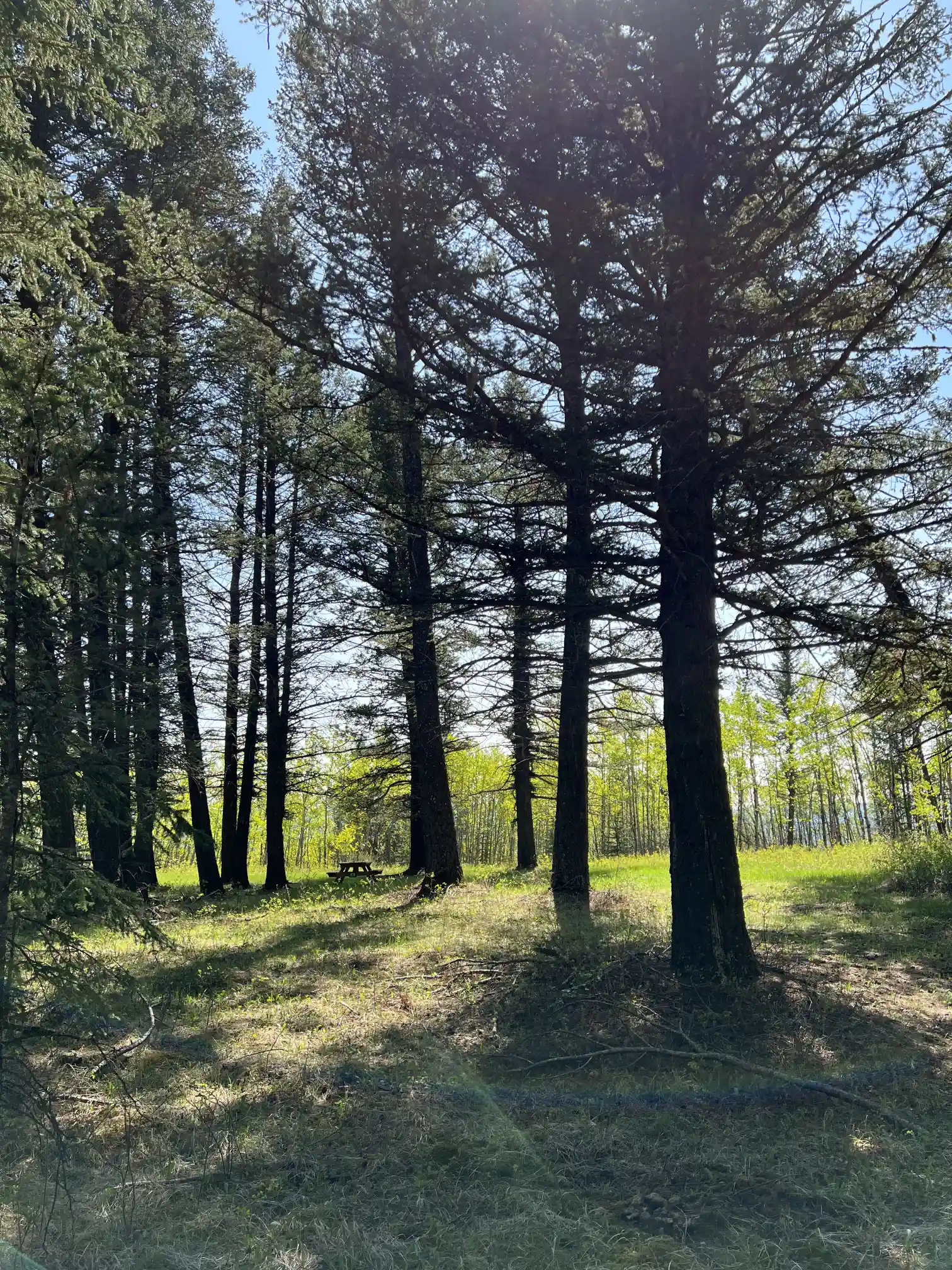 Photo of campsite E8